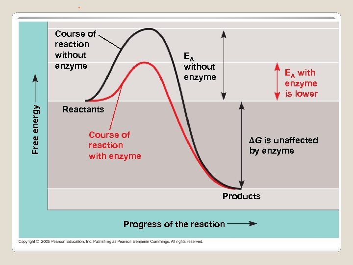 . Free energy Course of reaction without enzyme EA with enzyme is lower Reactants