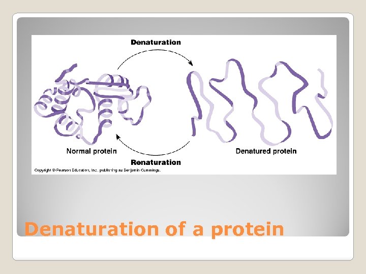 Denaturation of a protein 