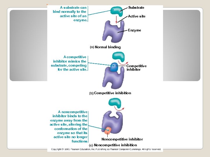 . A substrate can bind normally to the active site of an enzyme. Substrate