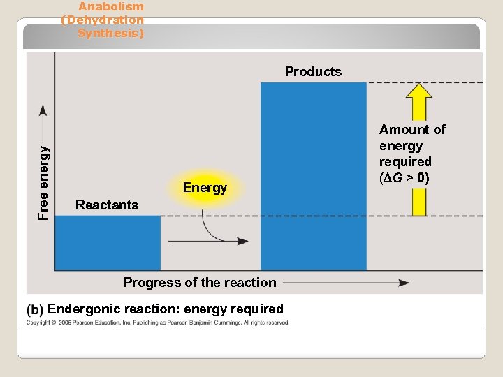 Anabolism (Dehydration Synthesis) Free energy Products Energy Reactants Progress of the reaction Endergonic reaction: