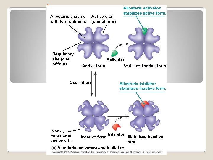 . Allosteric enzyme with four subunits Regulatory site (one of four) Active site (one