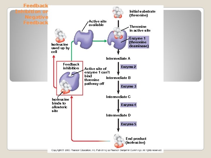 Feedback Inhibition or Negative Feedback Initial substrate (threonine) Active site available Isoleucine used up