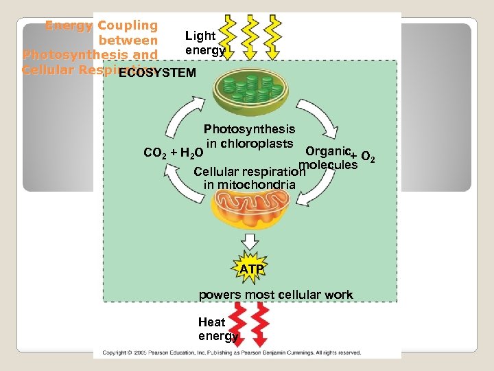 Energy Coupling Light between energy Photosynthesis and Cellular Respiration ECOSYSTEM Photosynthesis in chloroplasts Organic+