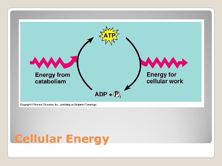 Cellular Energy 