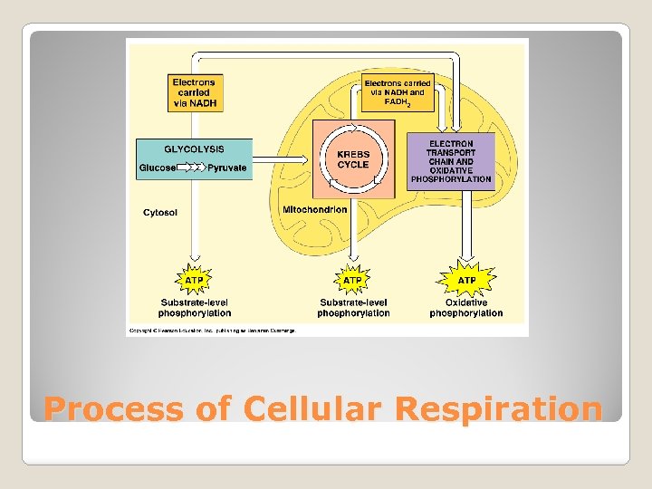 Process of Cellular Respiration 