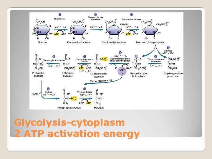 Glycolysis-cytoplasm 2 ATP activation energy 