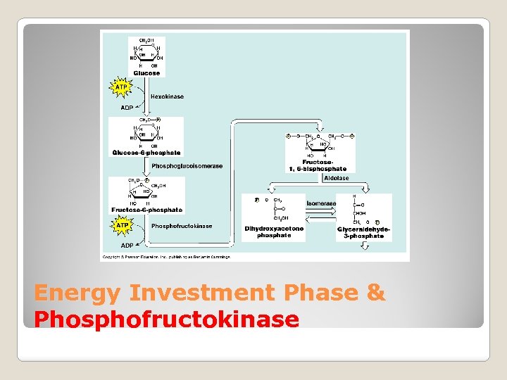 Energy Investment Phase & Phosphofructokinase 