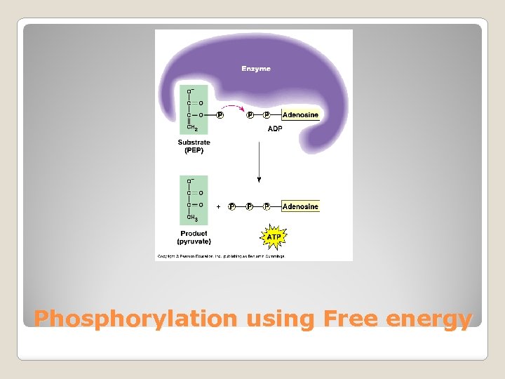 Phosphorylation using Free energy 