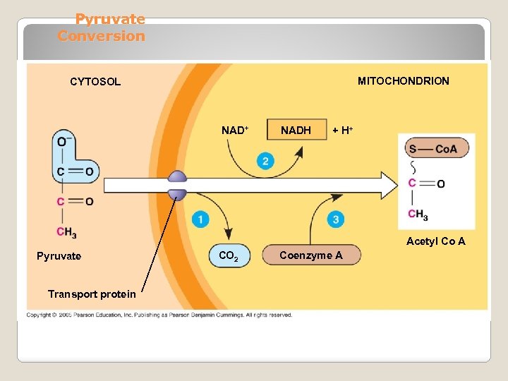 Pyruvate Conversion MITOCHONDRION CYTOSOL NAD+ NADH + H+ Acetyl Co A Pyruvate Transport protein