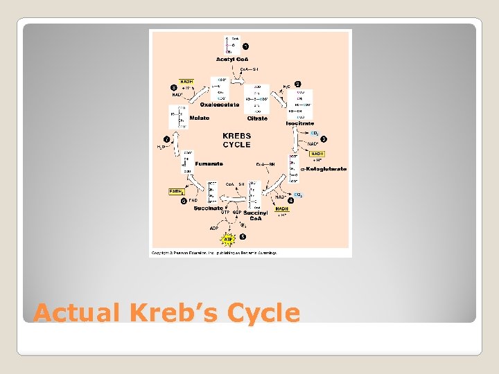 Actual Kreb’s Cycle 