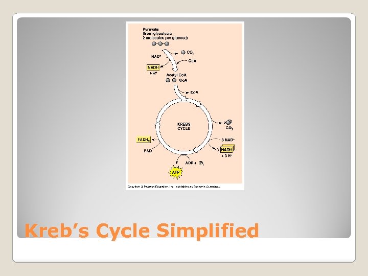 Kreb’s Cycle Simplified 