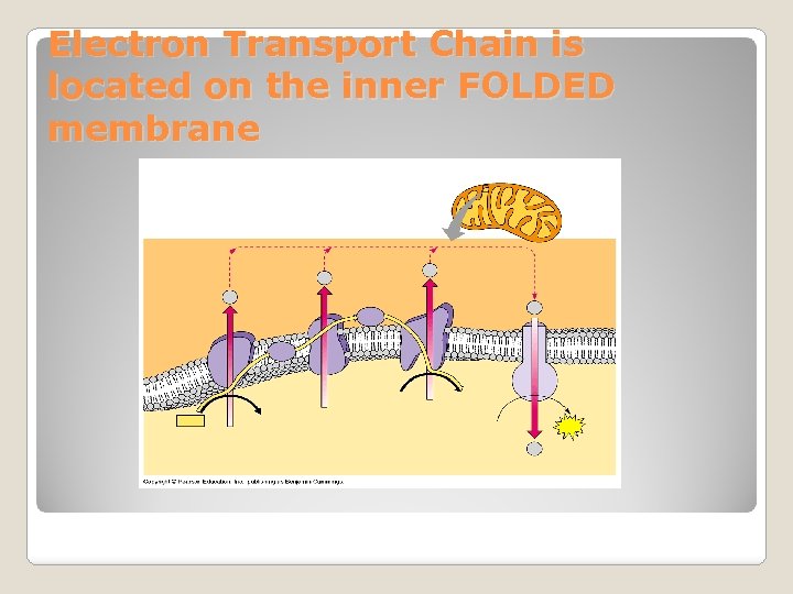 Electron Transport Chain is located on the inner FOLDED membrane 