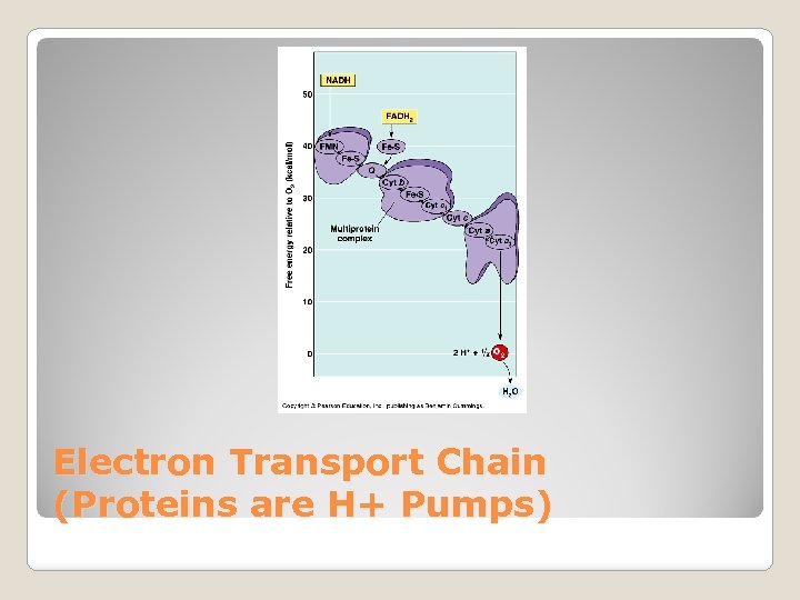 Electron Transport Chain (Proteins are H+ Pumps) 