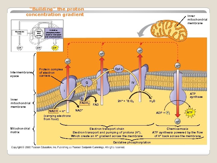 “Building” the proton concentration gradient Glycolysis Citric acid cycle ATP Inner mitochondrial membrane Oxidative