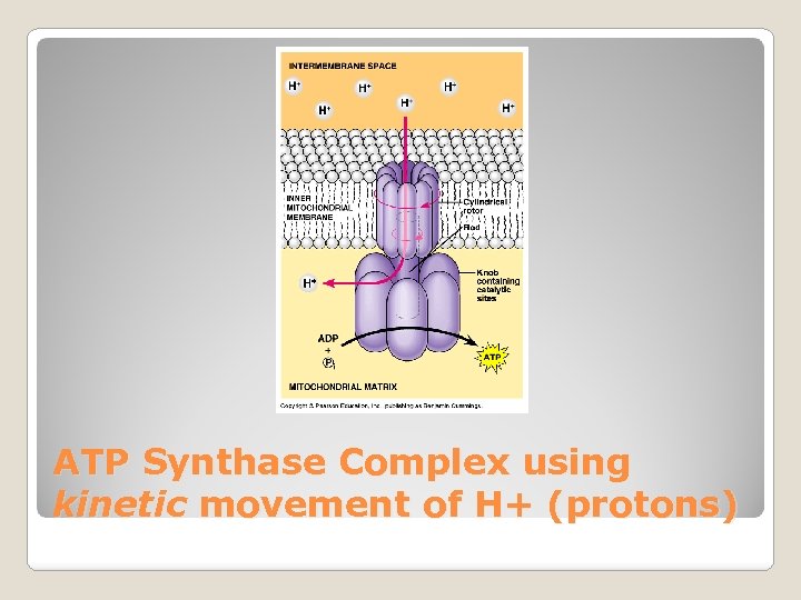 ATP Synthase Complex using kinetic movement of H+ (protons) 