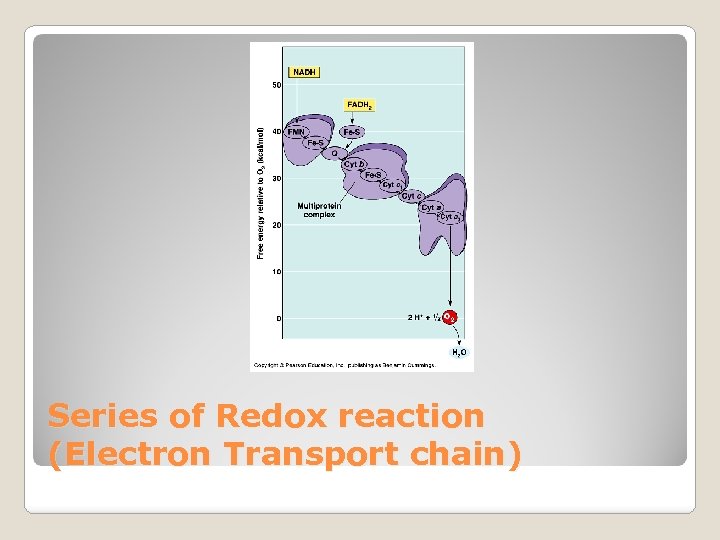 Series of Redox reaction (Electron Transport chain) 