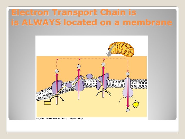 Electron Transport Chain is is ALWAYS located on a membrane 