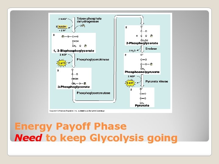 Energy Payoff Phase Need to keep Glycolysis going 