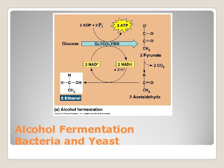 Alcohol Fermentation Bacteria and Yeast 