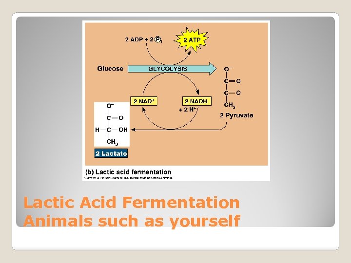 Lactic Acid Fermentation Animals such as yourself 