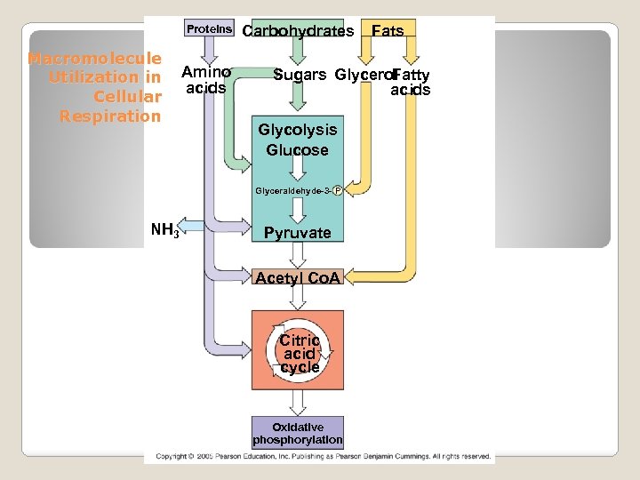 Proteins Macromolecule Utilization in Cellular Respiration Amino acids Carbohydrates Fatty Sugars Glycerol acids Glycolysis