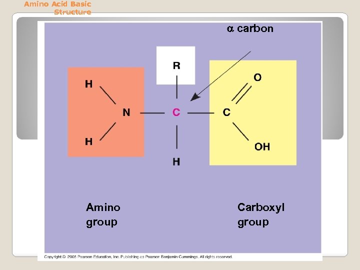 Amino Acid Basic Structure a carbon Amino group Carboxyl group 