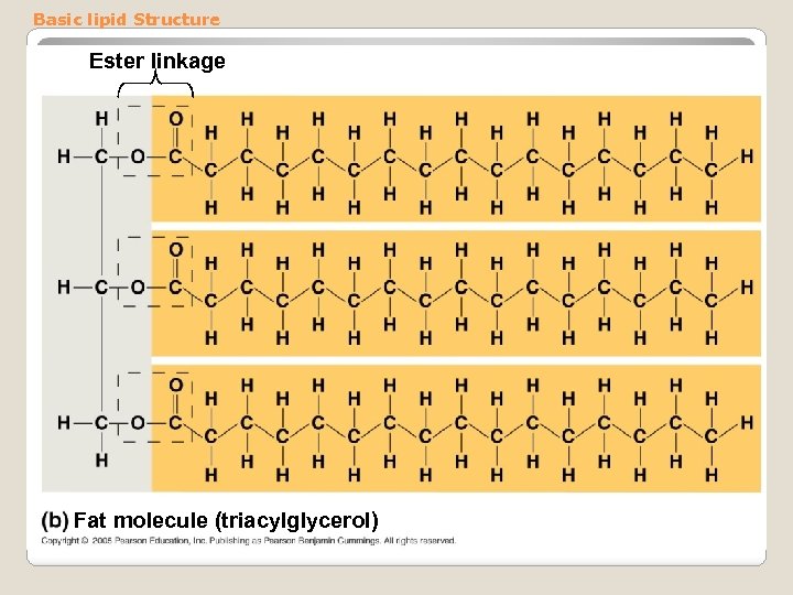 Basic lipid Structure Ester linkage Fat molecule (triacylglycerol) 