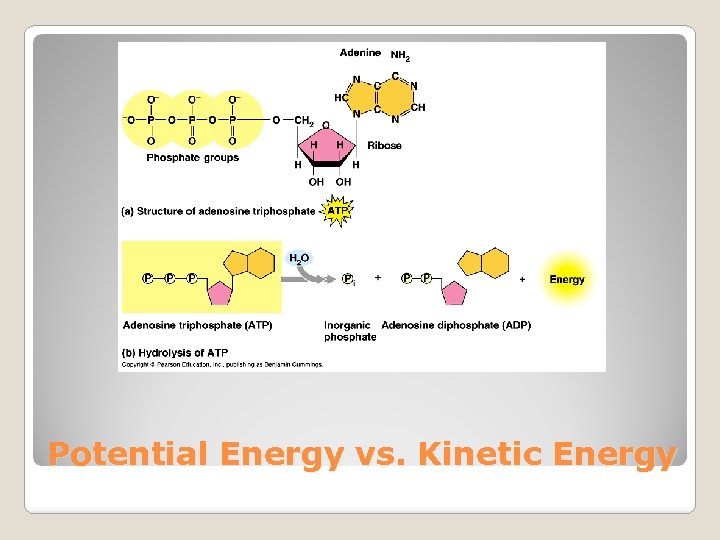 Potential Energy vs. Kinetic Energy 