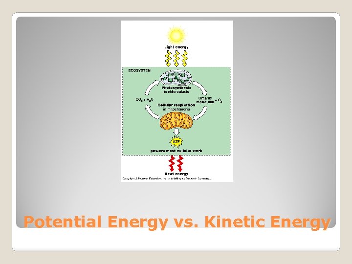 Potential Energy vs. Kinetic Energy 