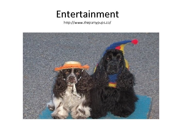 Entertainment http: //www. thepartypups. co/ 