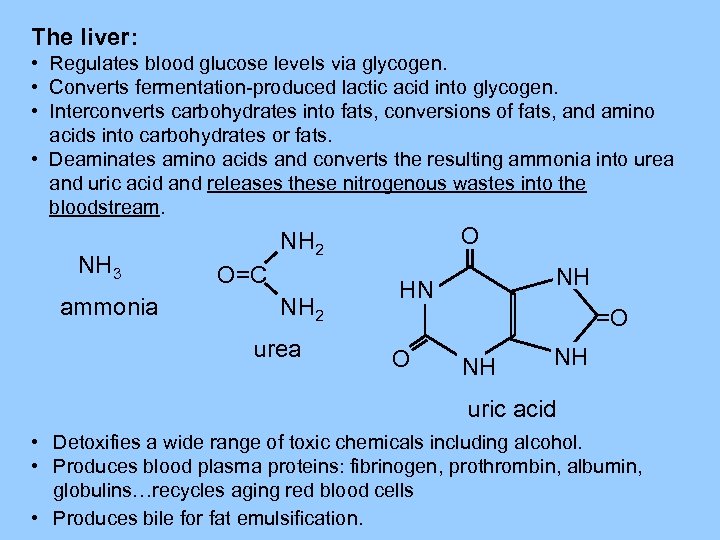 The liver: • Regulates blood glucose levels via glycogen. • Converts fermentation-produced lactic acid
