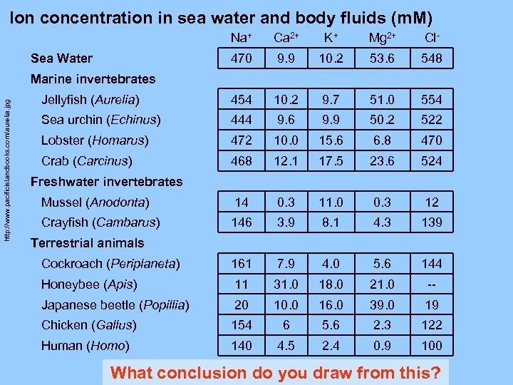 Ion concentration in sea water and body fluids (m. M) Na+ Ca 2+ K+