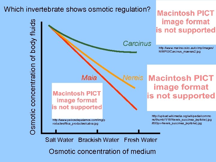 Osmotic concentration of body fluids Which invertebrate shows osmotic regulation? Carcinus Maia http: //www.