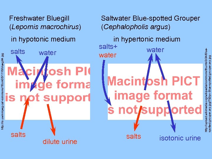http: //io. uwinnipeg. ca/~simmons/16 cm 05/1116/bluegill 4. jpg in hypotonic medium salts water dilute