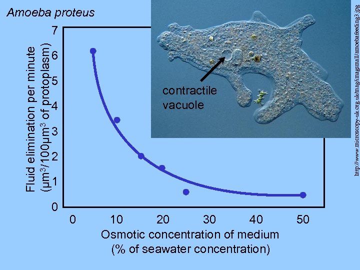 Fluid elimination per minute (µm 3/100µm 3 of protoplasm) 7 6 5 4 0