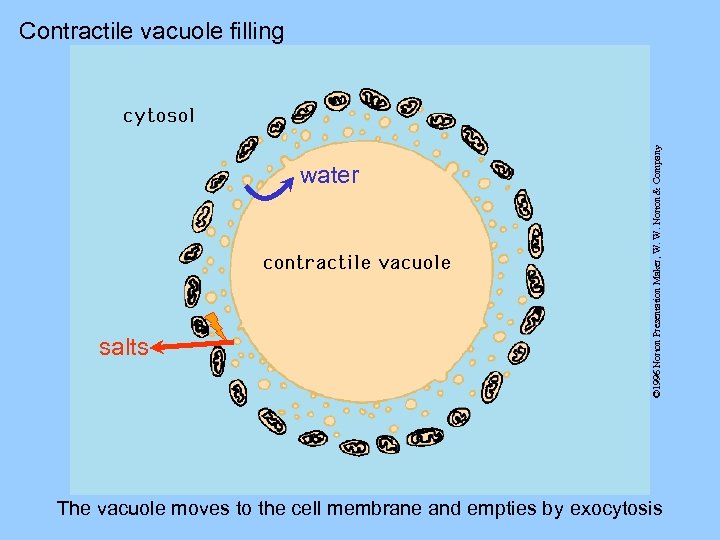 water salts © 1996 Norton Presentation Maker, W. W. Norton & Company Contractile vacuole