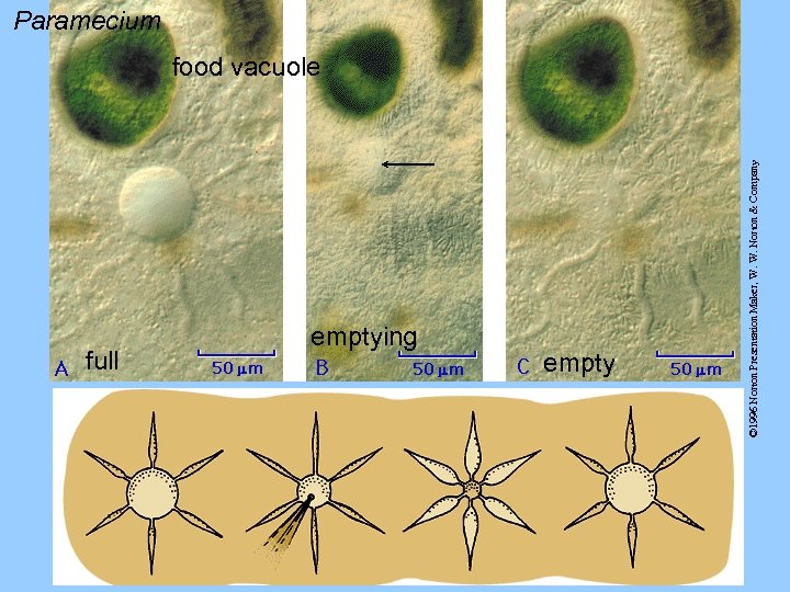 full emptying empty © 1996 Norton Presentation Maker, W. W. Norton & Company Paramecium