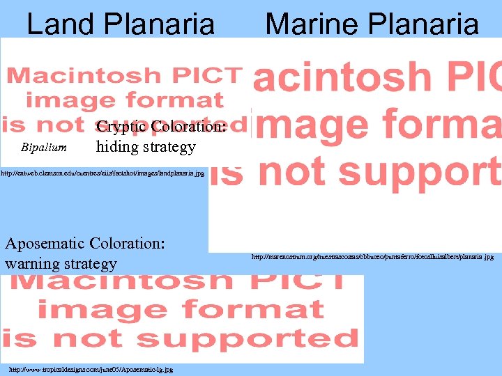Land Planaria Bipalium Marine Planaria Cryptic Coloration: hiding strategy http: //entweb. clemson. edu/cuentres/eiis/factshot/images/landplanaria. jpg