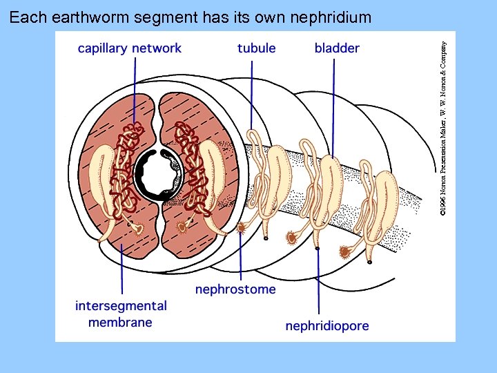 © 1996 Norton Presentation Maker, W. W. Norton & Company Each earthworm segment has