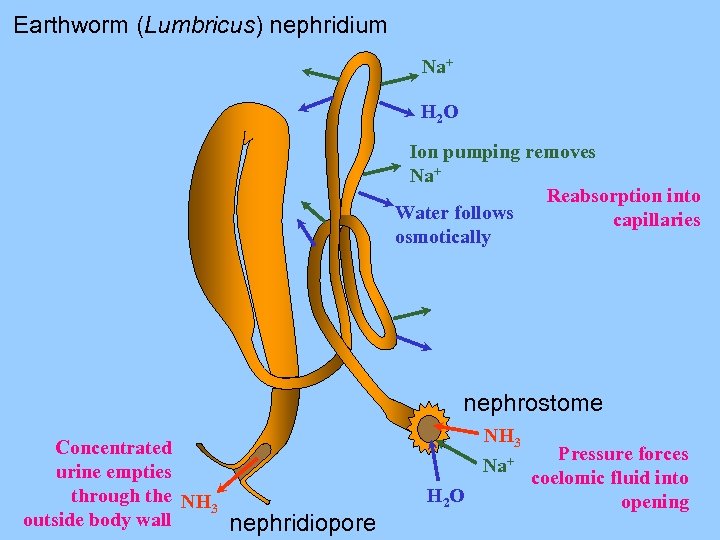 Earthworm (Lumbricus) nephridium Na+ H 2 O Ion pumping removes Na+ Reabsorption into Water