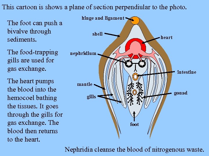 This cartoon is shows a plane of section perpendiular to the photo. The foot