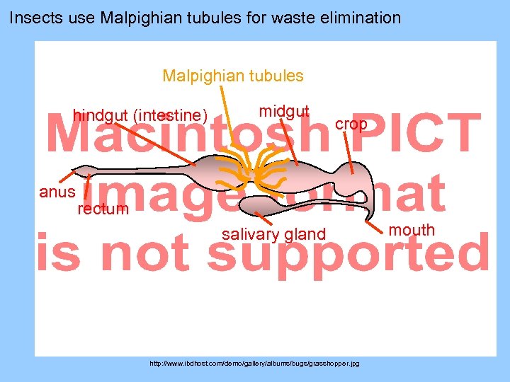 Insects use Malpighian tubules for waste elimination Malpighian tubules hindgut (intestine) anus midgut crop