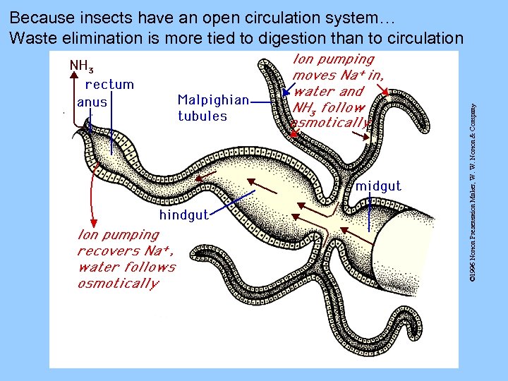 © 1996 Norton Presentation Maker, W. W. Norton & Company Because insects have an