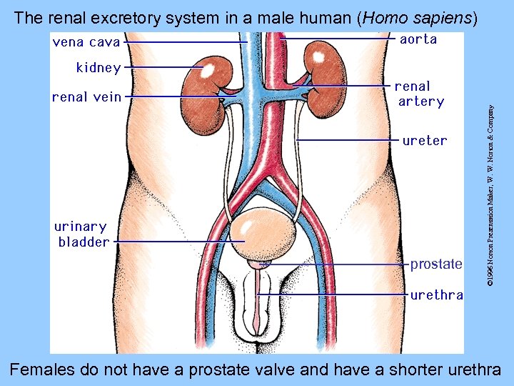 prostate © 1996 Norton Presentation Maker, W. W. Norton & Company The renal excretory