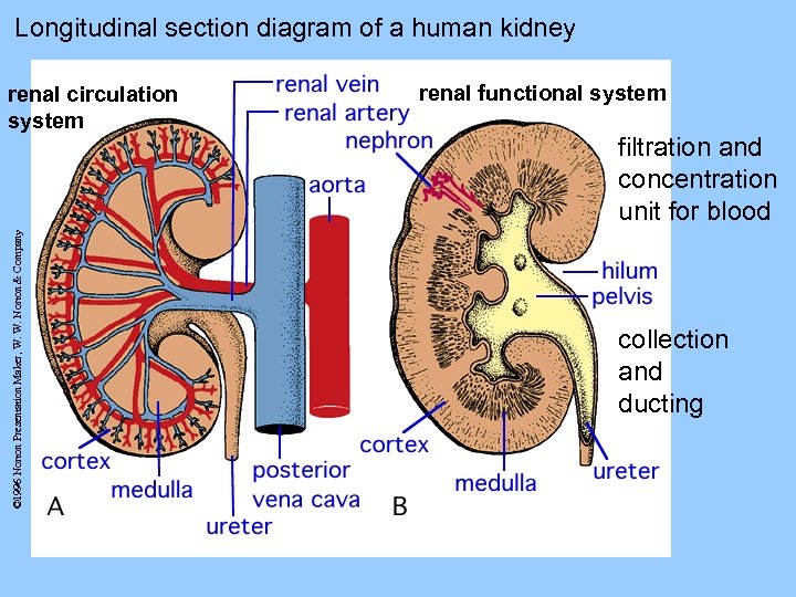 Longitudinal section diagram of a human kidney © 1996 Norton Presentation Maker, W. W.