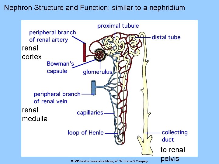Nephron Structure and Function: similar to a nephridium renal cortex renal medulla © 1996