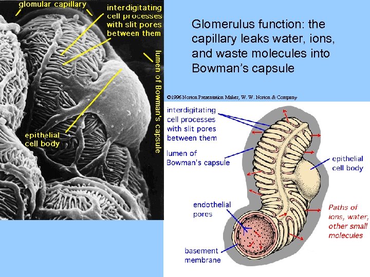 Glomerulus function: the capillary leaks water, ions, and waste molecules into Bowman’s capsule ©