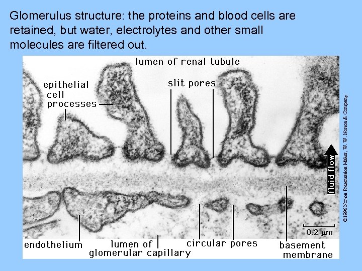 © 1996 Norton Presentation Maker, W. W. Norton & Company Glomerulus structure: the proteins