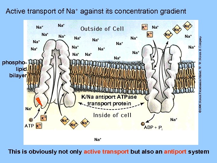 Active transport of Na+ against its concentration gradient Na+ Na+ Na+ Na+ Na+ phospholipid