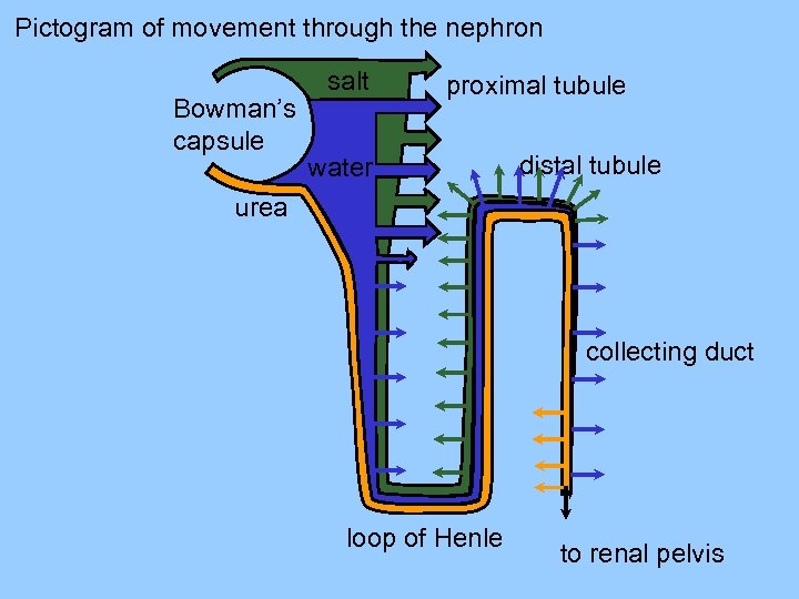 Pictogram of movement through the nephron Bowman’s capsule salt proximal tubule water distal tubule